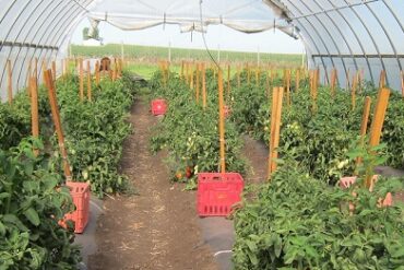 Addressing Challenges of Rainwater Catchment Systems for Produce Irrigation