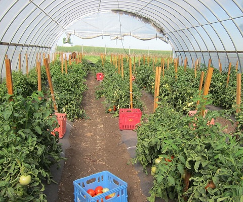 Addressing Challenges of Rainwater Catchment Systems for Produce Irrigation