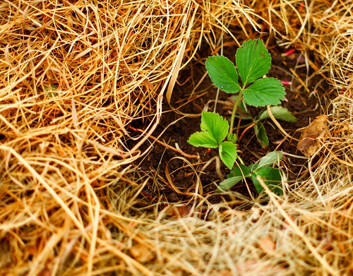 Beginning farmers invited to farm planning retreat