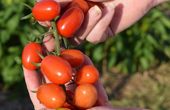 Extension Fruit Specialist Discusses Iowa Apple Harvest