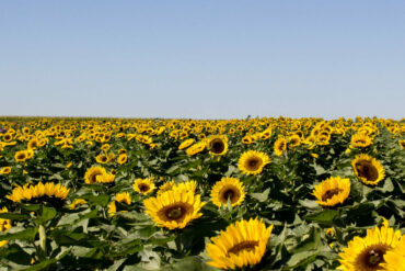 2023 ISU Fruit and Vegetable Field Day