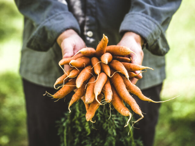 Person holding carrots