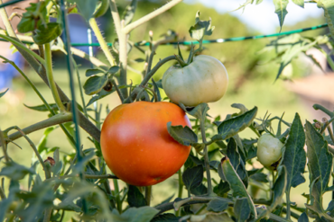 March 20 Webinar: Integrated Pest Management for Urban Farms