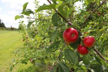 Upcoming Webinar to Offer Digital Tool Strategies for Small Farms