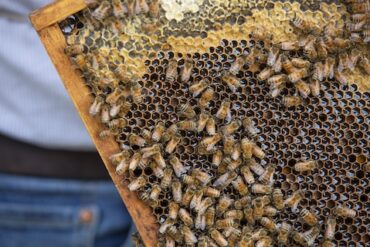 Upcoming Webinar to Discuss Tips for Becoming an Employer of Choice in Food and Agriculture