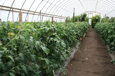 Webinar to Share Beekeeping Tips for Beginners and Experts on Urban and Rural Farms